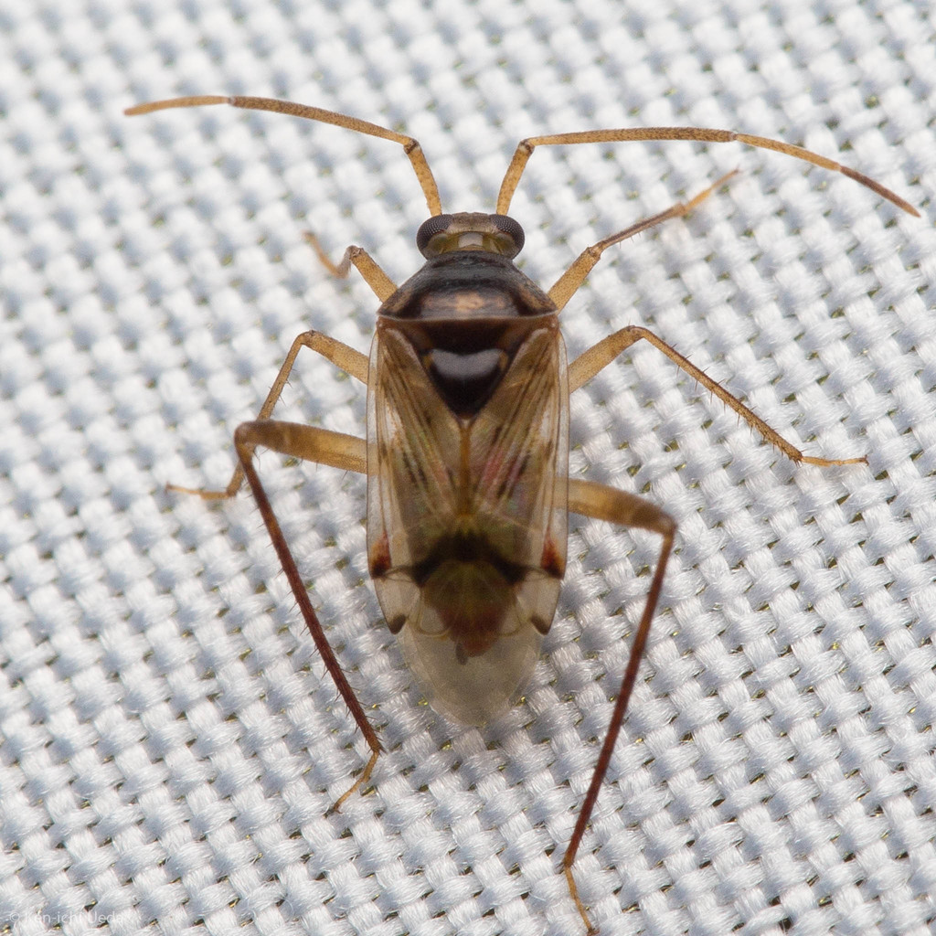 Eustictus claripennis