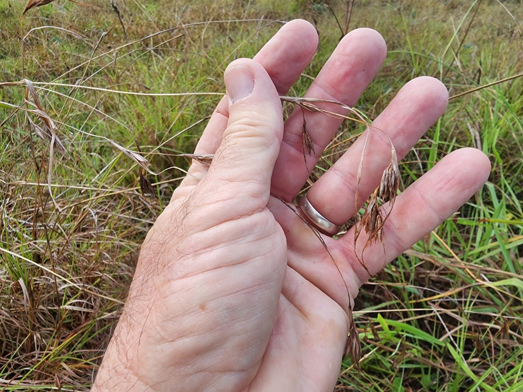 kangaroo-grass-in-march-2023-by-pcopping-ecp-inaturalist