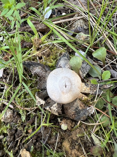 Astraeus hygrometricus