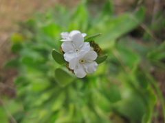 Plagiobothrys bracteatus