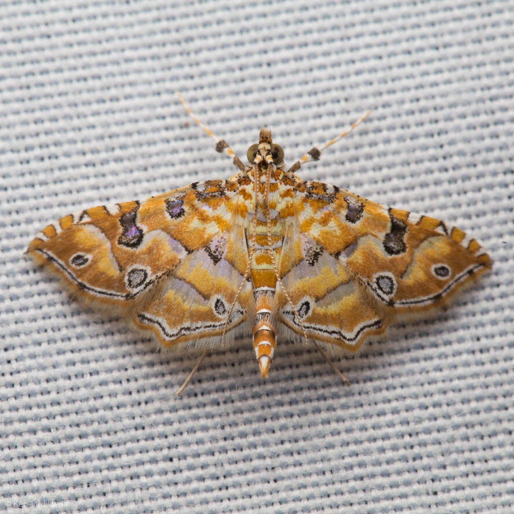 Ommatospila Moth