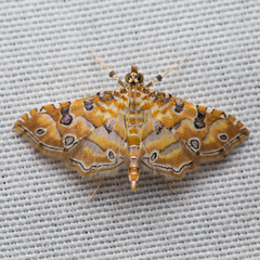 Ommatospila narcaeusalis