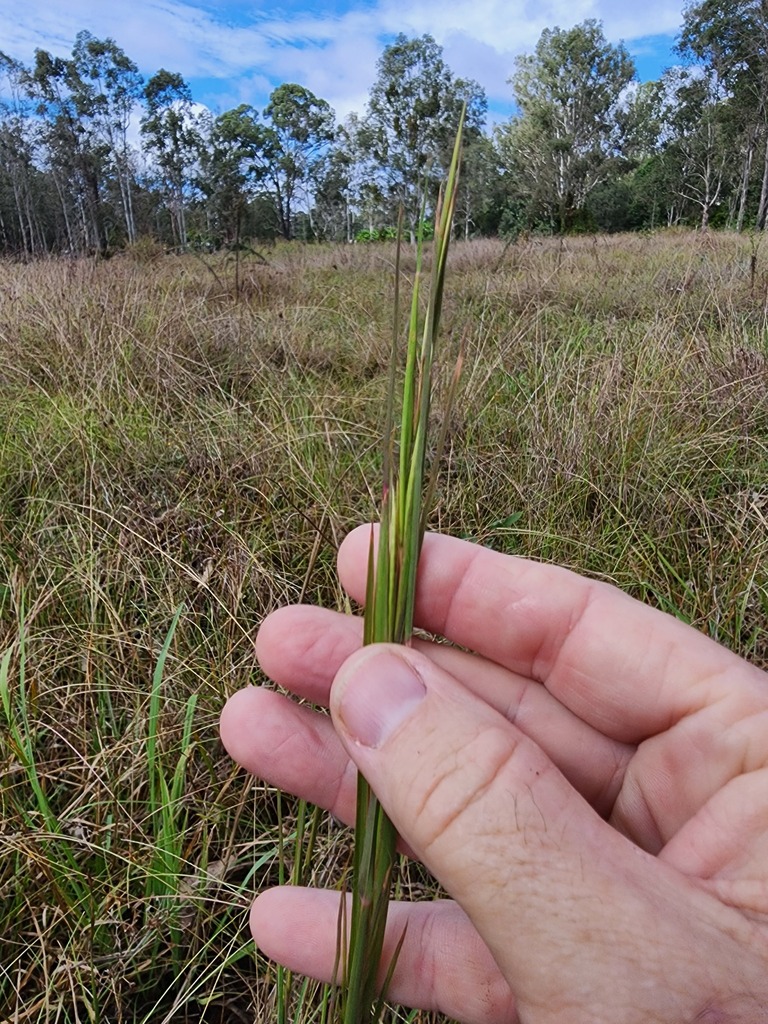 broomsedge bluestem in March 2023 by pcopping_ecp · iNaturalist