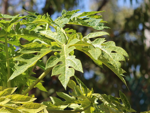 Carica papaya
