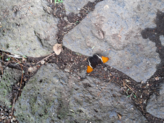 Siproeta epaphus epaphus