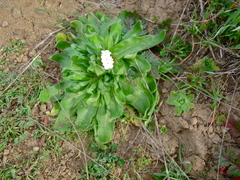 Plagiobothrys bracteatus