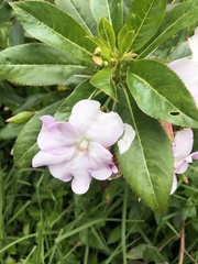 Impatiens sodenii image