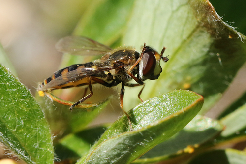 Eupeodes curtus