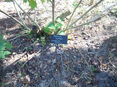 Hibiscus makinoi