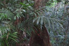 Linospadix microcaryus