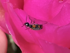 Eupompha elegans perpulchra