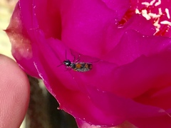 Eupompha elegans perpulchra