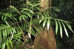 Linospadix microcaryus