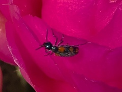 Eupompha elegans perpulchra