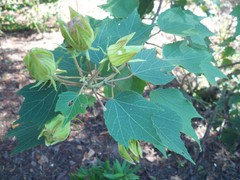 Hibiscus makinoi