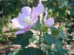 Hibiscus makinoi