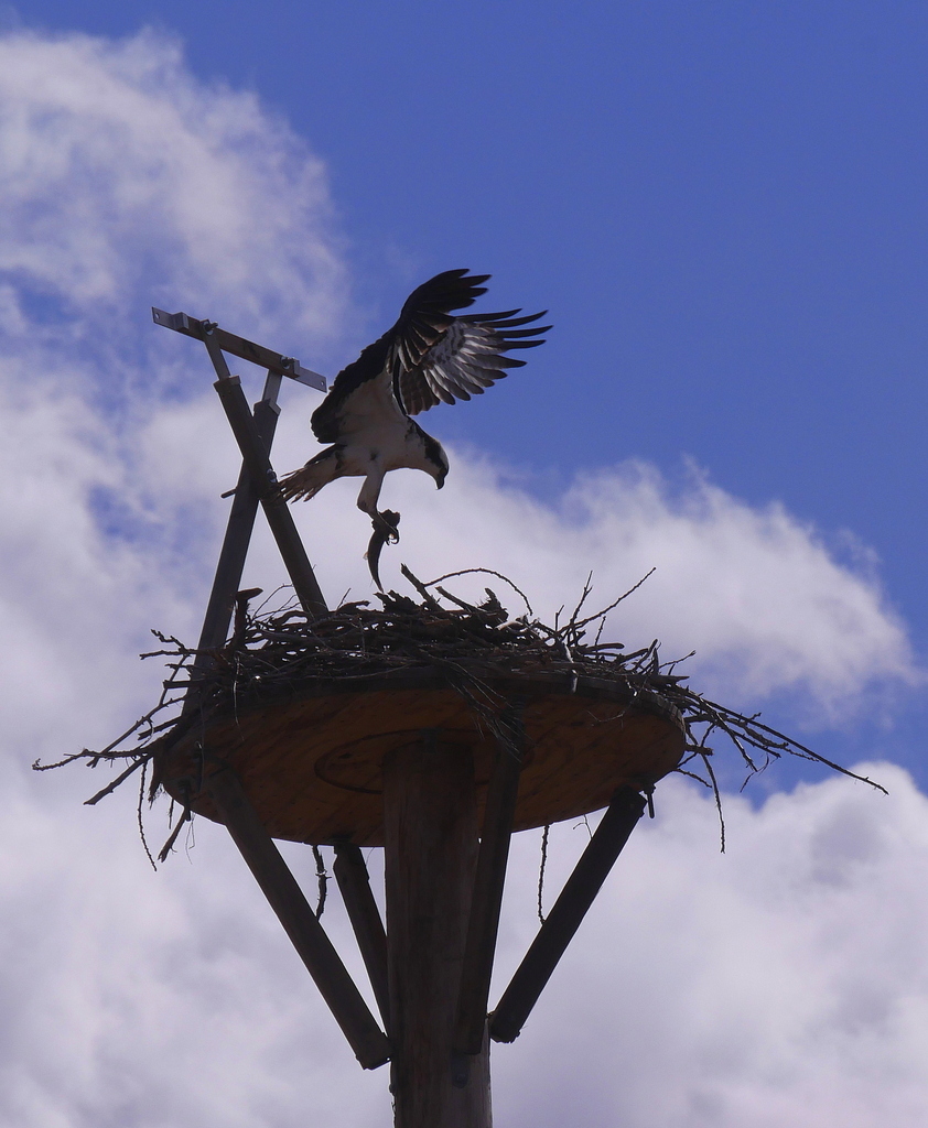 Osprey from Grand Junction, CO, USA on March 27, 2023