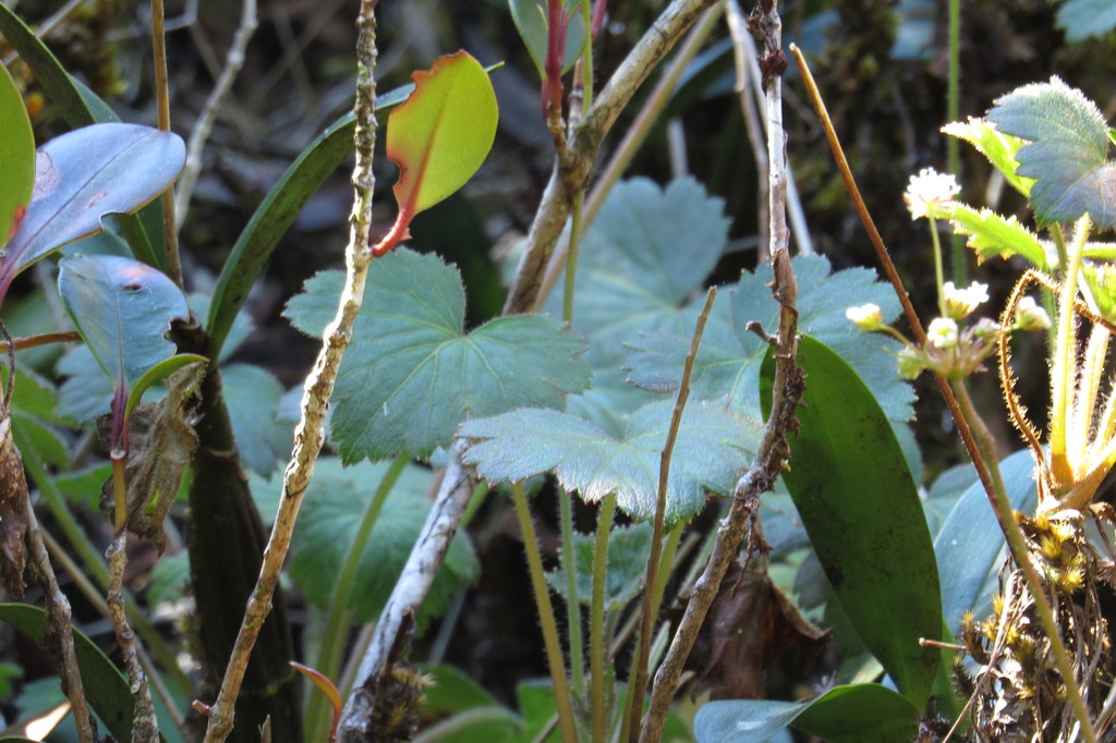 Trachymene geraniifolia