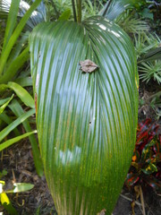 Syagrus amara