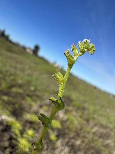 Image of Plagiobothrys leptocladus by (c) Matt Berger, some rights reserved (CC BY)