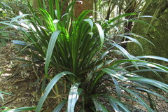 Helmholtzia acorifolia