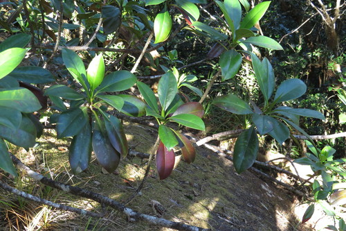 Timonius singularis