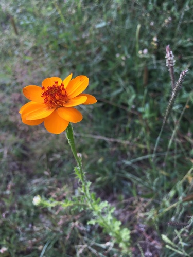 Adenophyllum cancellatum