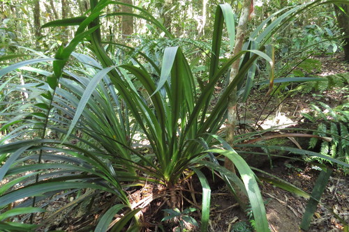 Helmholtzia (Helmholtzia acorifolia)