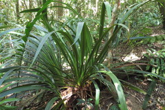 Helmholtzia acorifolia