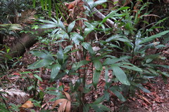 Linospadix microcaryus