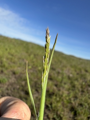 Image of Puccinellia simplex by (c) Matt Berger, some rights reserved (CC BY)