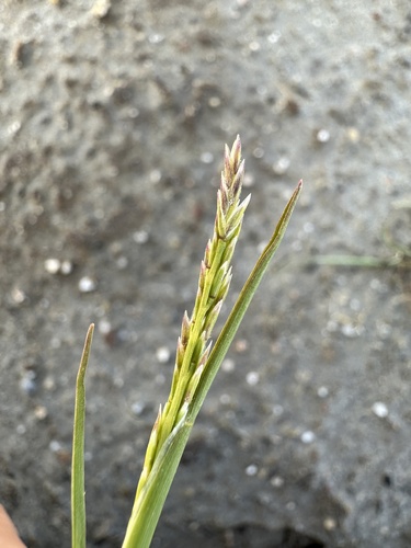 Image of Puccinellia simplex by (c) Matt Berger, some rights reserved (CC BY)