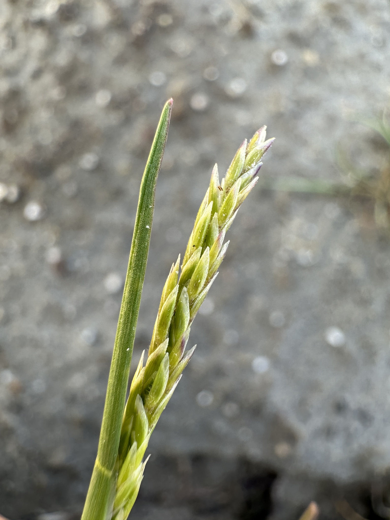 Puccinellia simplex