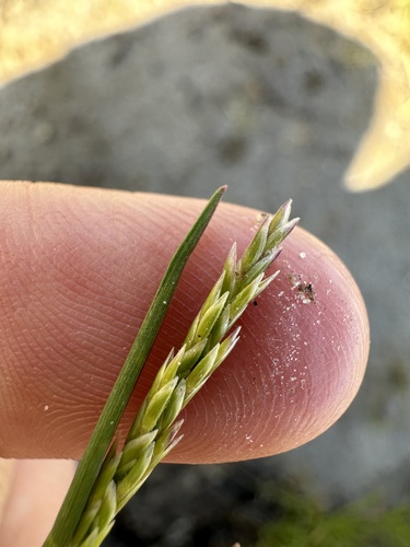 Image of Puccinellia simplex by (c) Matt Berger, some rights reserved (CC BY)