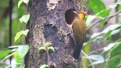 Lita Woodpecker photo 3