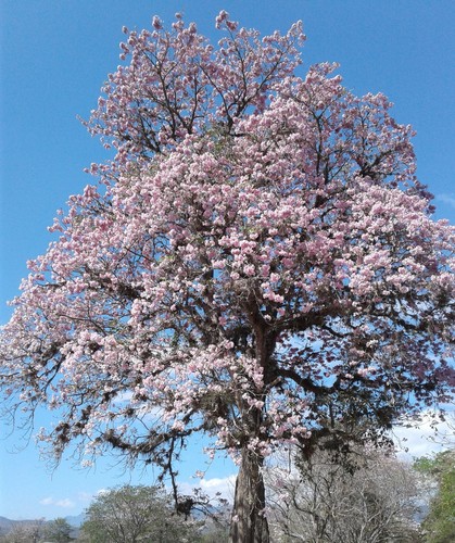 Pink poui