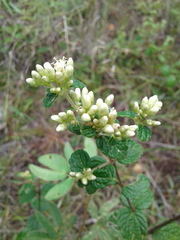 Lippia graveolens