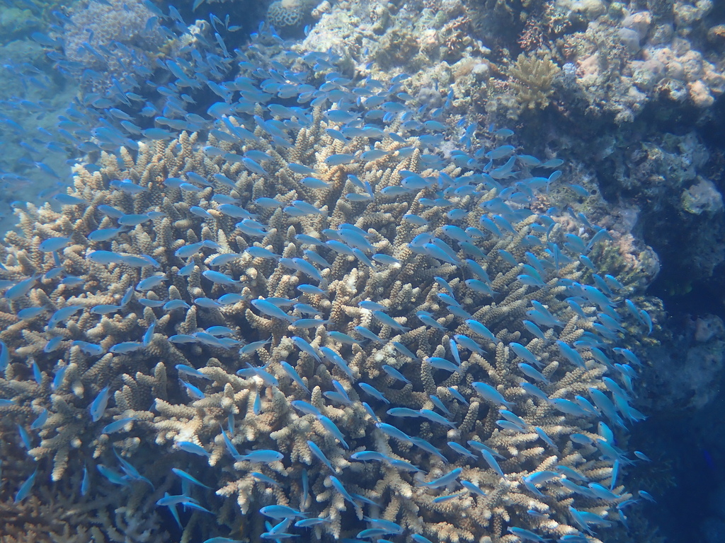 Blue-green damselfish