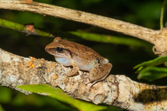 Eleutherodactylus atkinsi