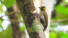 Lita Woodpecker photo 2