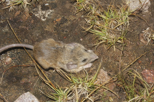 Plateau Mouse
