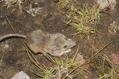 Peromyscus melanophrys