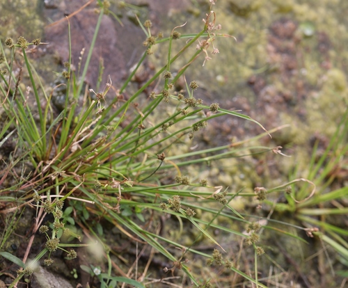 Variable flatsedge (Cyperus difformis)