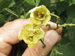 Senna papillosa