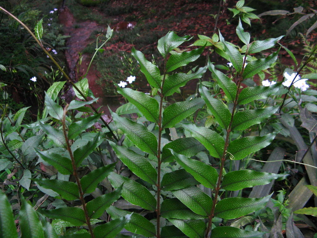 Cyrtomium omeiense