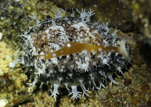 Cypraea vitellus observed 2013-04-14
