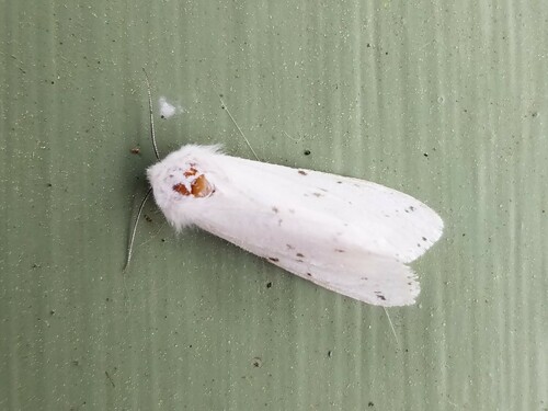 Fall Webworm Moth
