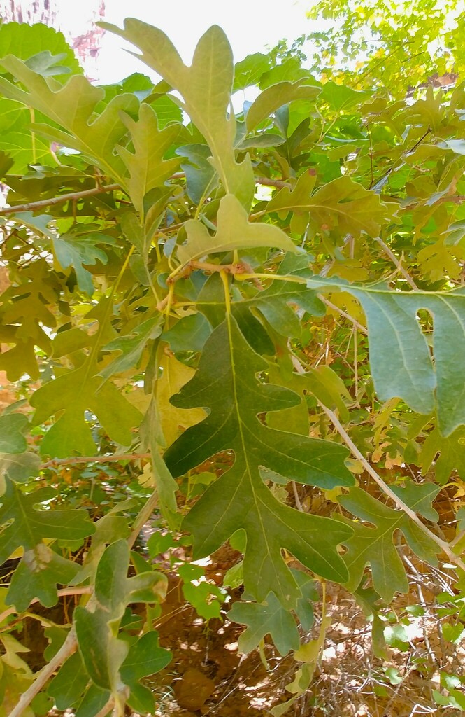 Gambel Oak from Washington County, UT, USA on September 14, 2021 at 01: ...