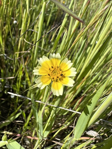 Image of Layia gaillardioides by (c) Matt Berger, some rights reserved (CC BY)