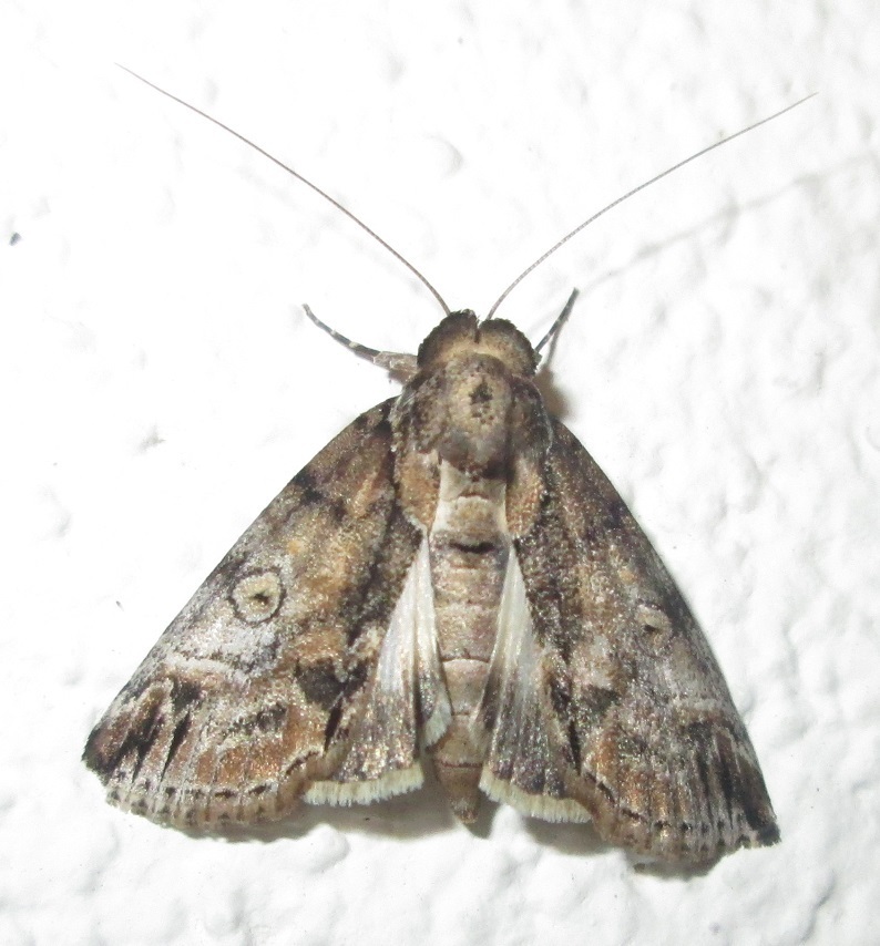 Risoba diplogramma